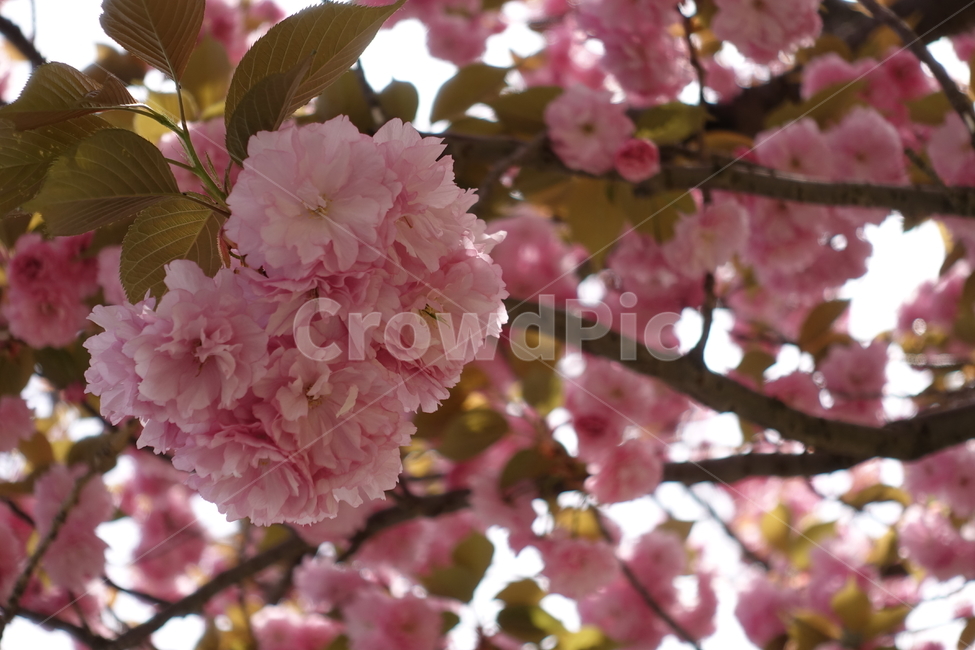 봄,벚꽃,겹벚꽃,꽃,분홍,봄,계절,spring,season,식물,자연,plants,nature,꽃,flower,plant,blossom,cherry blossom