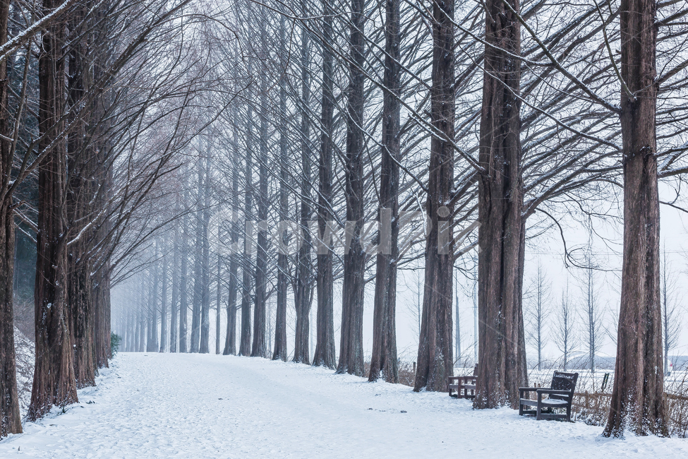 설경,메타세콰이어길,눈,겨울,메타세콰이어나무,담양,담양설경,겨울,계절,winter,season,자연,풍경,nature,landscape,한국자연풍경,한국자연경관,korea nature landscape,outdoors,옥외