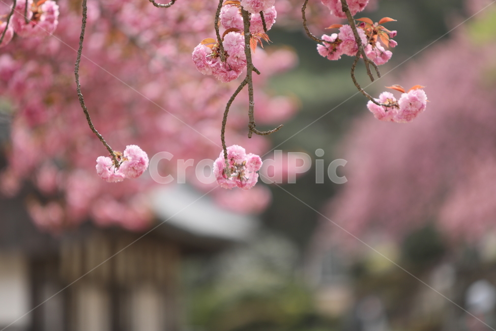순천,선암사,만첩왕벚,겹벗꽃,벗꽃,사찰,봄,꽃,봄,계절,spring,season,식물,자연,plants,nature,꽃,flower,plant