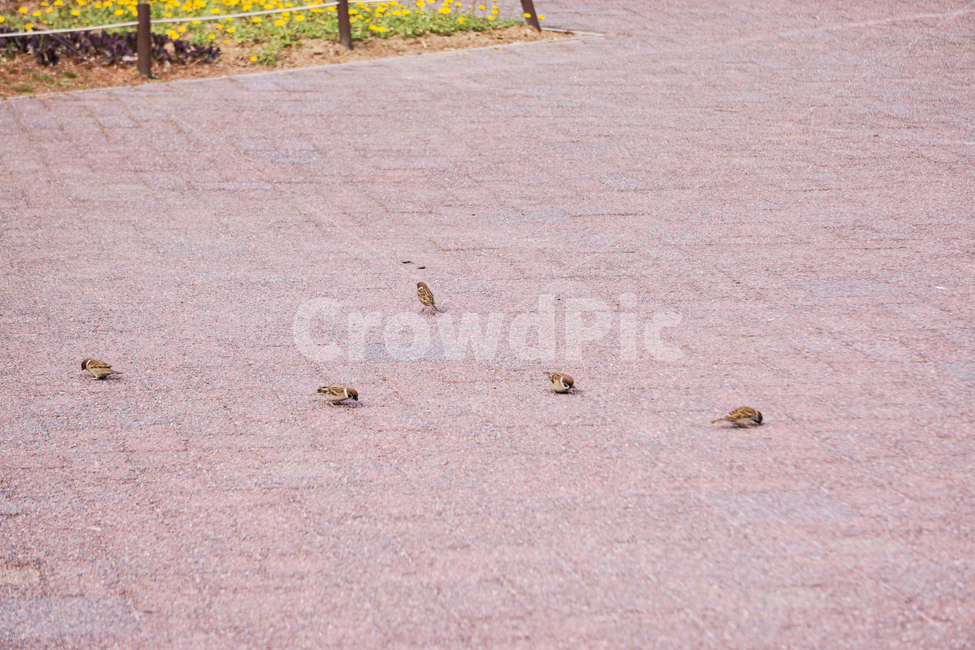 참새,조류,bird,animal,동물,nature,새,조류사진,동물,animal,조류,새,birds
