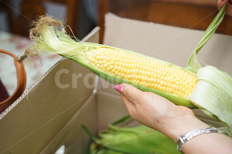 	옥수수,간식,옐로우,노랑,음식,푸드,먹거리,식량,비상식량,달콤,건강,식감,일상,먹방,손,사람,인물,인간,human,person,음식,식재료,요리,food,cook,meal,dishes,food reserves,곡류,곡식,cereals