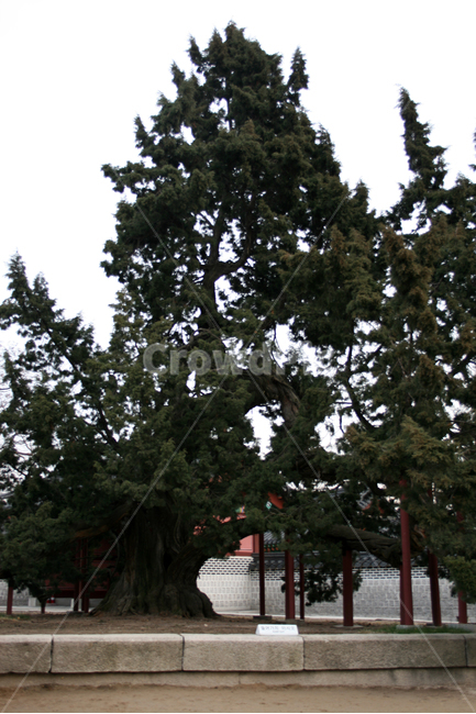 창덕궁,향나무,세계문화유산,문화유산,한국,나무,한국전통,한국문화,korean traditional,korean culture,랜드마크,landmark,tourist attraction,한국랜드마크,한국관광지,한국명소,korea landmark,korea tourist attraction,식물,자연,plants,nature,나무,trees,wood