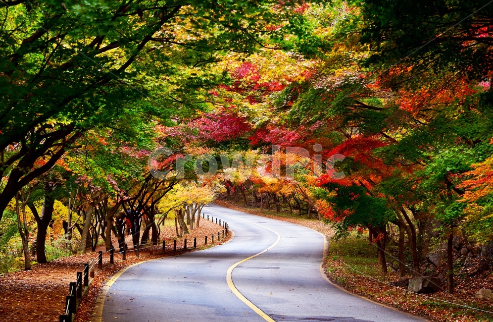 정읍,내장사,내장산,tree,나무,plant,식물,leaf,잎,maple,단풍,추색,만추,자연,경치,경관,풍경,도로,차량,포장도로,가을,낙엽,단풍잎,공원,국립공원,계절,가을,계절,fall,autumn,season,자연,풍경,nature,landscape