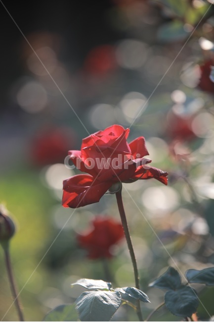 장미,빨간장미,공원,정원,rose,red,redrose,장미정원,장미꽃,flower,garden,park,식물,자연,plants,nature,꽃,flower,감성,sensible,feeling