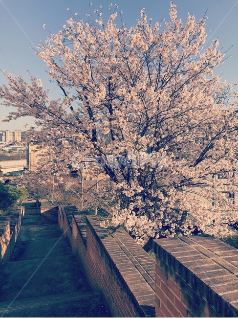 봄,벚꽃,힐링,산책,감성사진,4월,봄,계절,spring,season,plant,식물