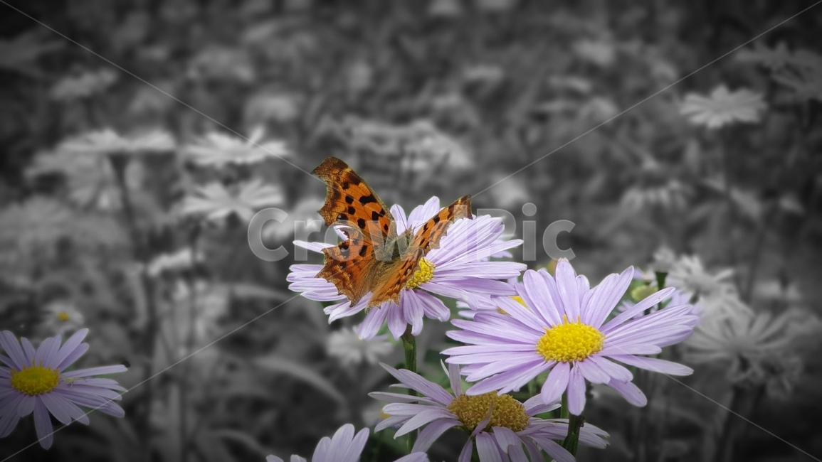 나비,꽃,코스모스,flower,butterfly,식물,자연,plants,nature,꽃,flower,곤충,벌레,insect,bug