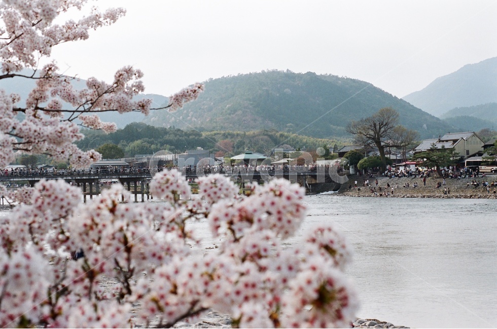 벚꽃,일본,아라시야마,교토,벚꽃여행,교토여행,일본여행,봄,꽃,봄,계절,spring,season,시골,마을,풍경,landscape,country,rural,town,해외,외국,세계,foreign,oversea,world,식물,자연,plants,nature,꽃,flower,plant,cherry blossom,blossom
