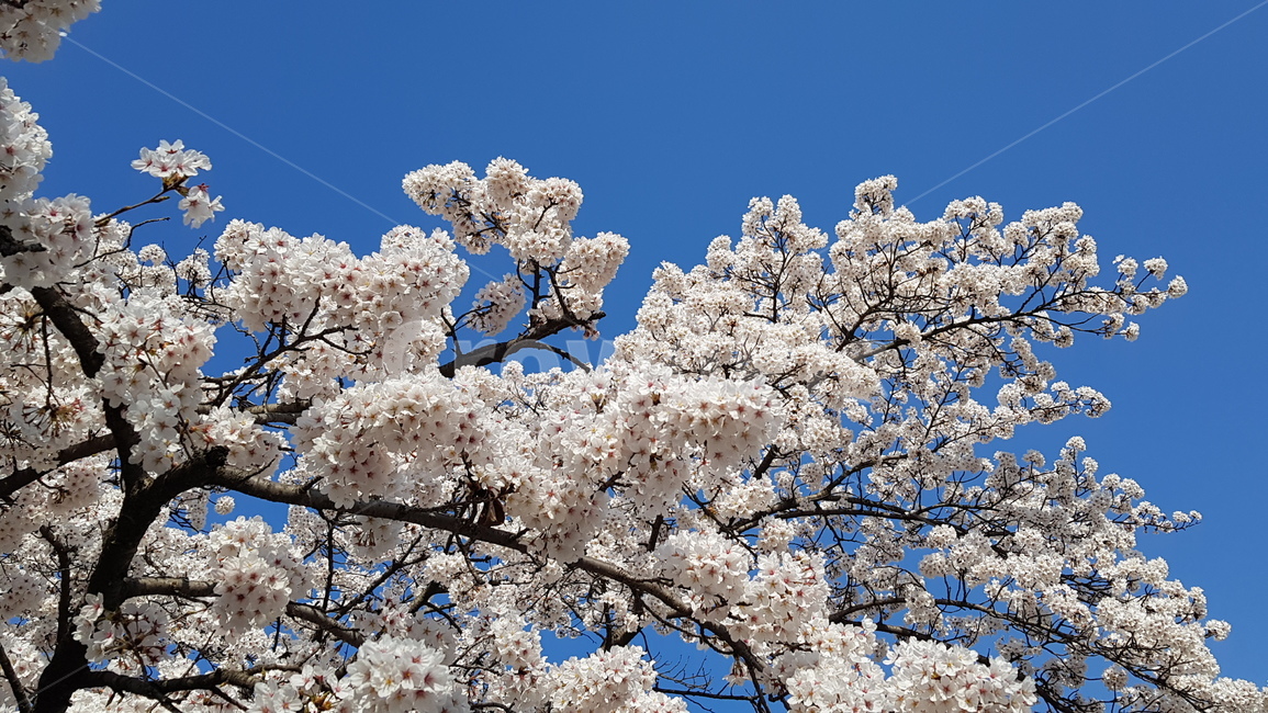 꽃,벚꽃,봄,봄날,공원,이쁨