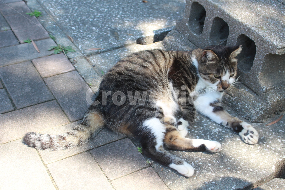 거리,고양이,고양이한마리,코숏,봄,동물,animal,애완동물,동물,animal,포유류,mammal,고양이,cat,kitten,kitty