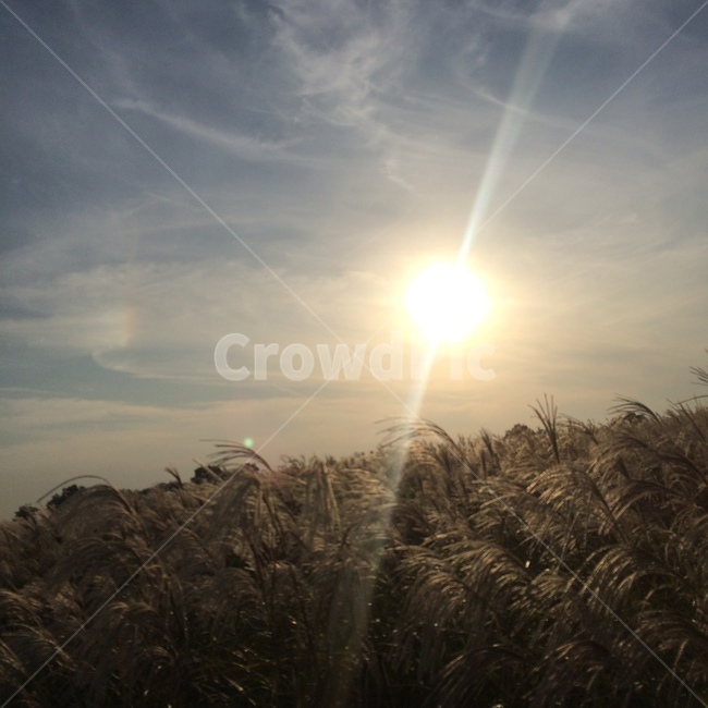 flare,빛,grass,잔디,plant,식물,갈대,해,태양,구름,하늘,바람,가을,계절,억새,한국자연관광,한국자연풍경,자연,풍경,자연풍경,자연,풍경,nature,landscape,light,플레어