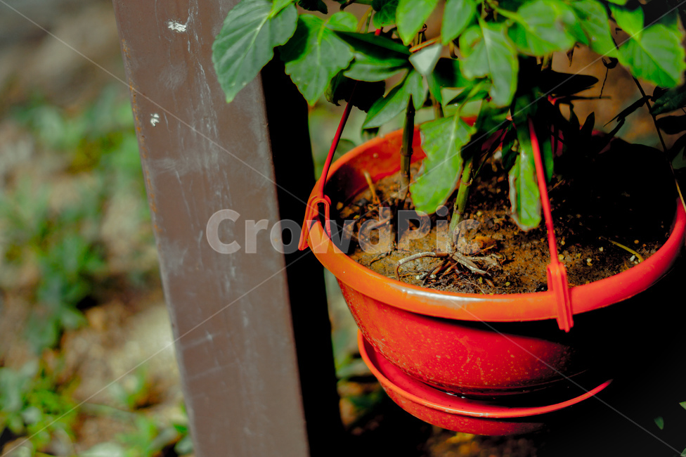 화분,공원,빨간색화분,잎,또다른시작,실내용화초,화분,화초,house plant