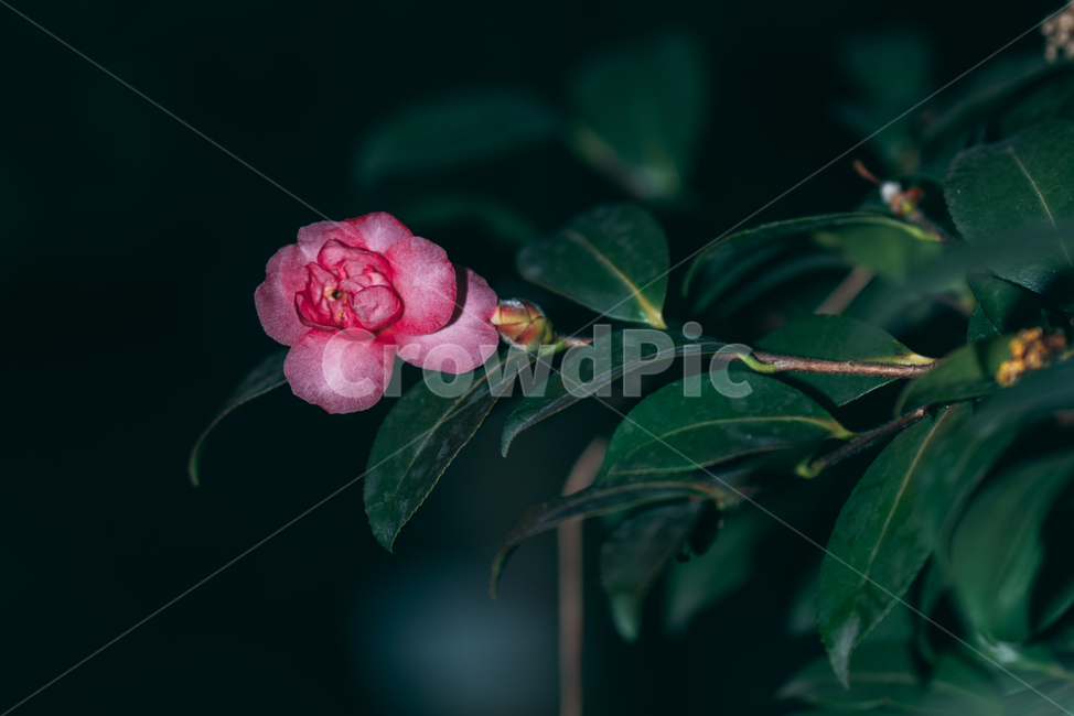 동백꽃,꽃,동백,동백나무,봄꽃,빨강,초록,빛,식물,자연,plants,nature,flower,bloom,배경화면,식물,자연,plants,nature,꽃,flower