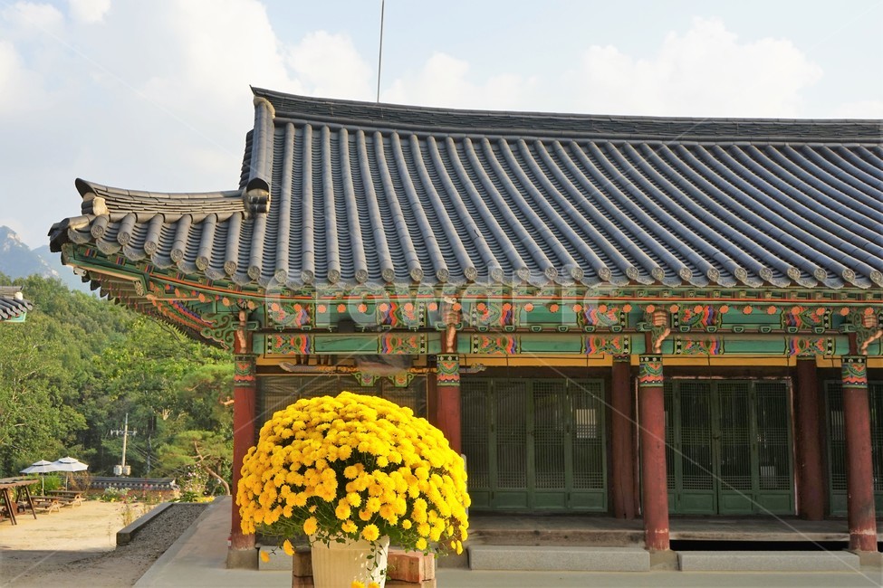 가을,국화,노랑,만개,빛,꽃,지붕,구름,사찰,향기,buddhisttemple,light,fullbloom,bloom,yellow,fall,autumn,chrysanthemum,우아함,계절,season,flower,floral,nobility,고귀함,가을대표,사찰배경,기와,templebackground,단청,전통건축물,한국전통,국화꽃화분,기둥,전통,절,건물,건축,전통건축,한국건축,기와집,한옥,패턴,옥상,배경,전통적인,한국의construction,한국문화,koreantraditional,koreanculture,건축물,건물외관,exterior,building,structure,architecture,흥국사,종교시설,한국전통,한국문화,korean traditional,korean culture,건축물,건물외관,exterior,building,structure,architecture,construction