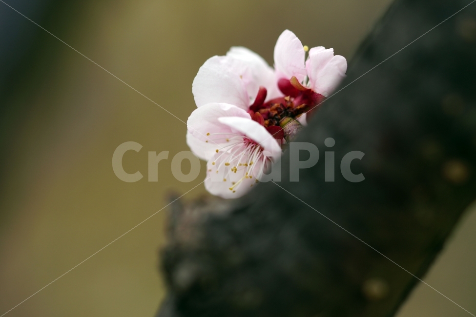 매화,꽃,나무,나뭇가지,산,하늘,봄,자연,플라워,꽃봉오리,flower,nature,spring,접사,macro,클로즈업,closeup,tree,숲,숲속,산림,삼림,조경,식물,plants,봄꽃,감성,힐링,풍경,landscape,식물,자연,plants,nature,봄,계절,spring,season,꽃,flower,plant
