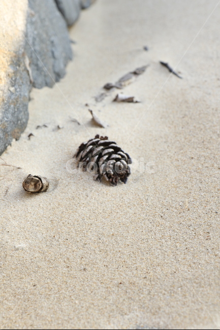 솔방울,pinecone,모래,sand,beach,해변,바다,beach,sea