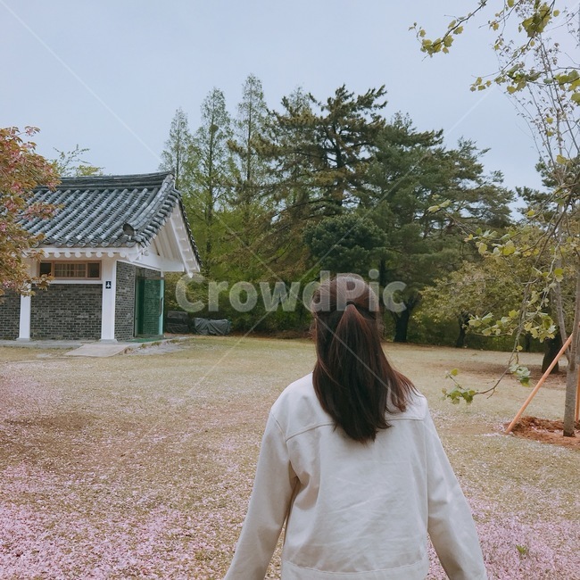 화장실,뒷모습,아련,벚꽃,봄,소나무,사람,인물,인간,human,person,여성,여자,woman,female,lady