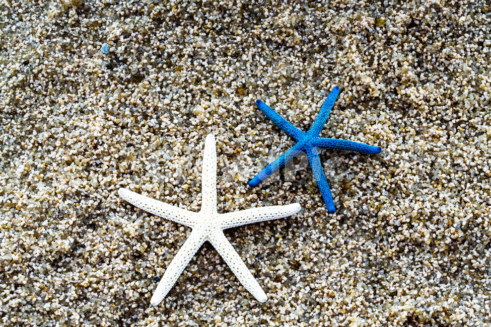 바닷가,모래,휴가,불가사리,문양,별,해변,바다,beach,sea