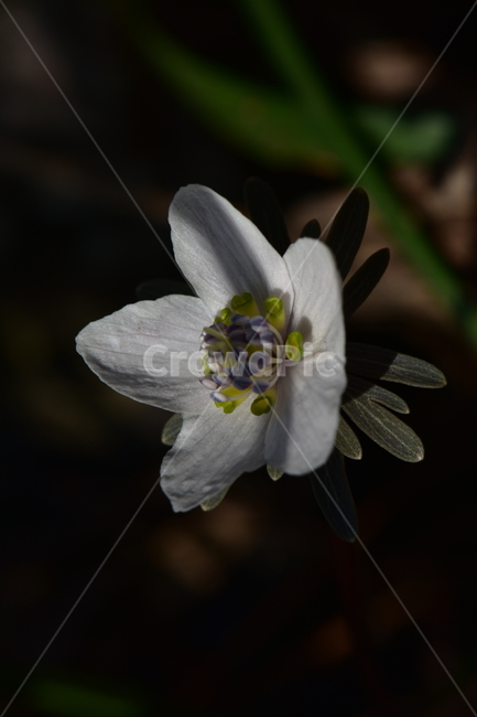 바람꽃,야생화,이른봄,은련화,흰색,다년생,식물,자연,plants,nature,꽃,flower,동물,animal,곤충,벌레,insect,bug