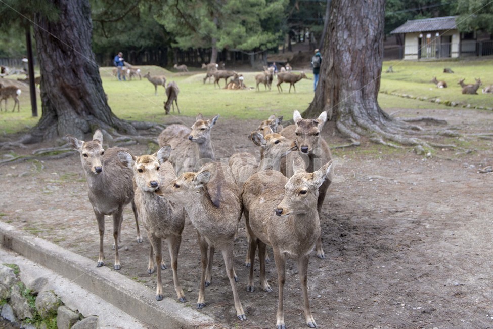 deer,사슴,mammal,포유류,wildlife,야생생물,animal,동물,포유류,mammal