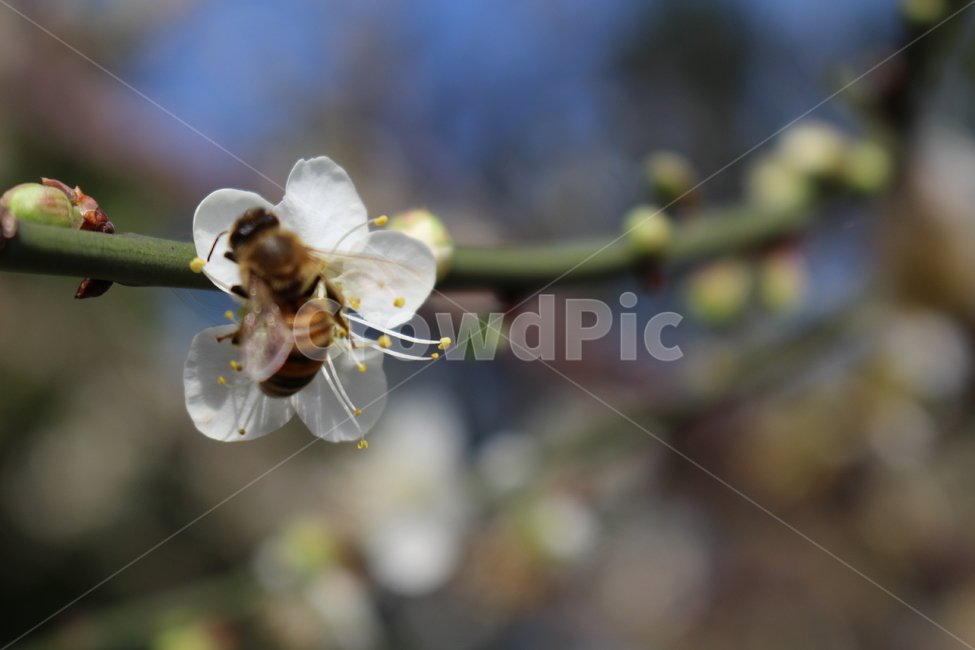꽃,자연,벌,꿀벌,곤충,순간,아웃포커싱,봄,봄꽃,flower,nature,bee,bug,moment,spring