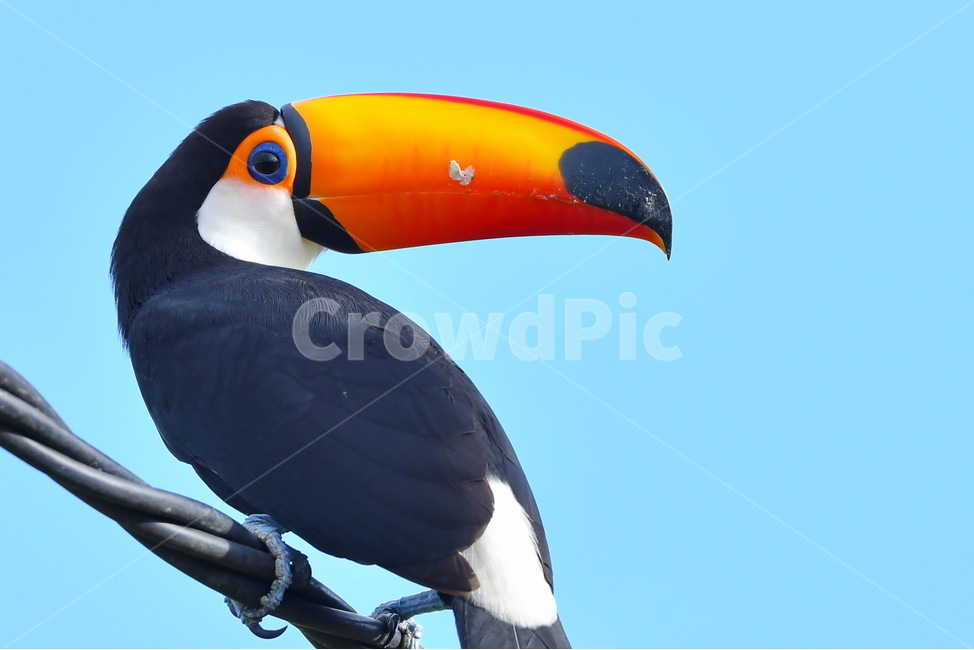 새,animal,toucan,큰부리새,투칸,동물,animal,조류,새,birds