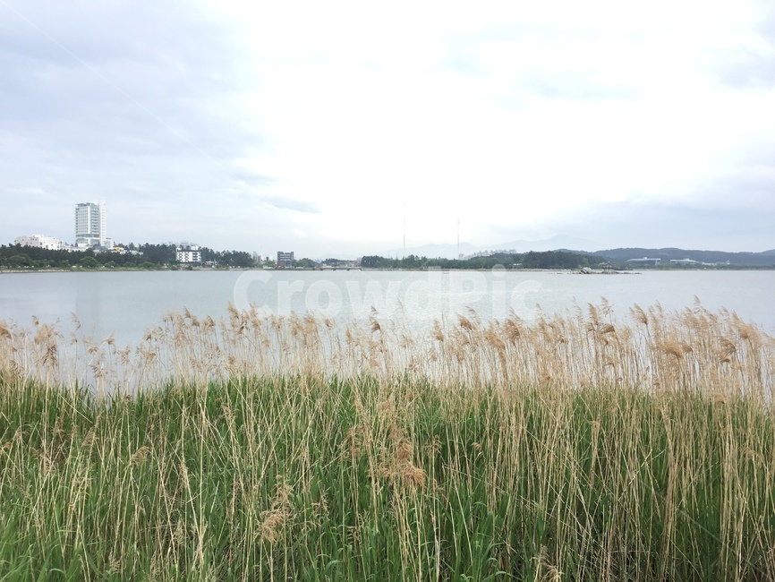 갈대,억새,경포호,여름,mood,자연,풍경,nature,landscape,grass,잔디,plant,식물,lawn