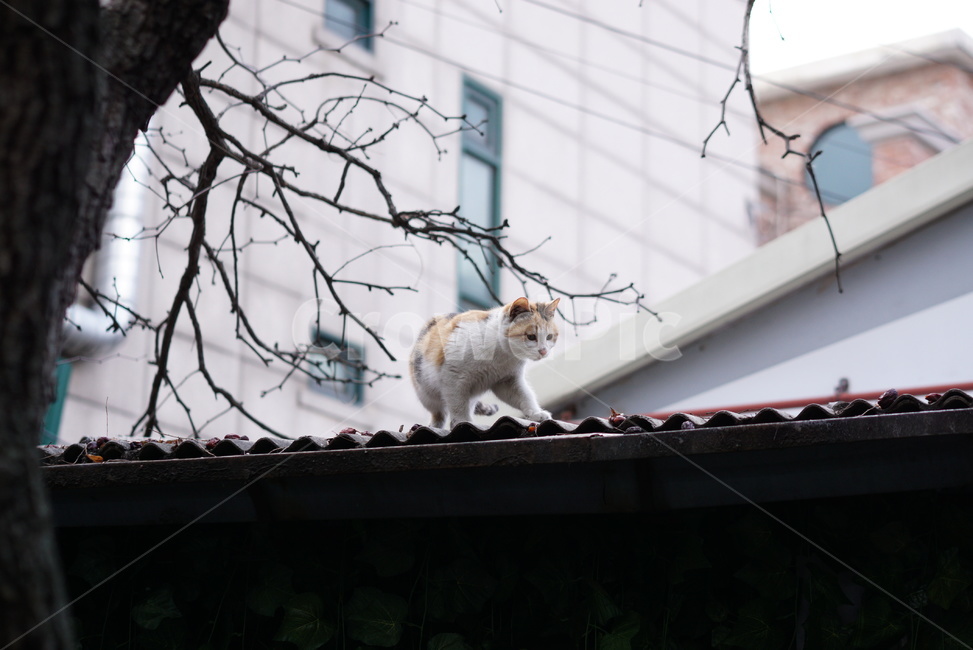 길고양이,고양이,cat,지붕위,겨울고양이,동물,animal,포유류,mammal,고양이,cat,kitten,kitty