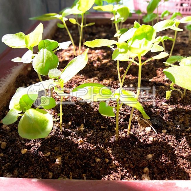 바질,화분,식물,새싹,어린잎,떡잎,씨앗,잎,leaf,plant,흙,파릇파릇,초록색,연두색,베란다,취미