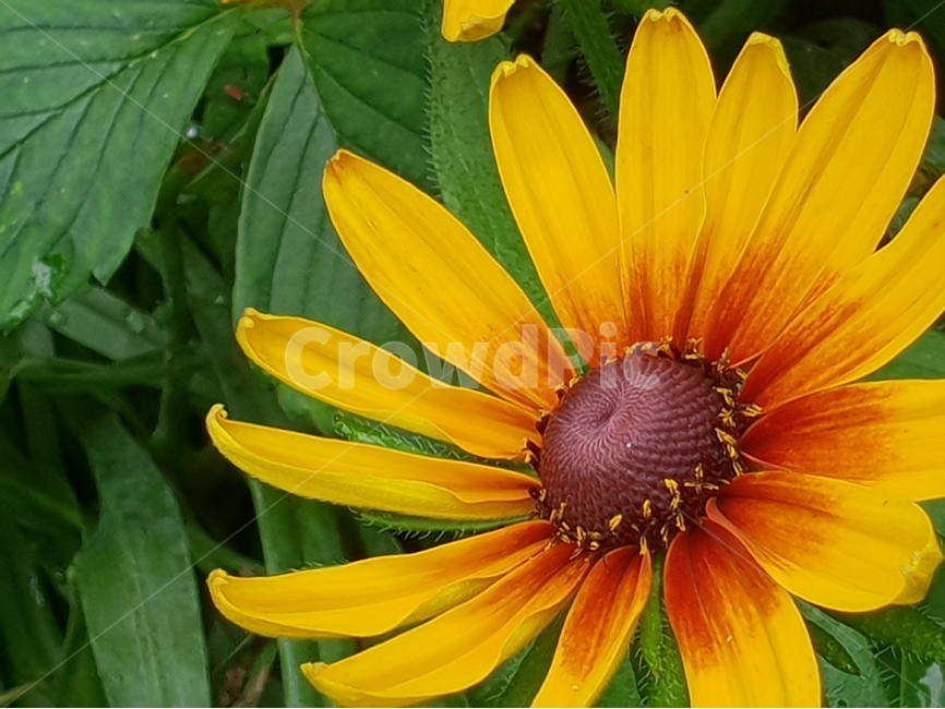 루드베키아,아름다운꽃,자연,여름,감성,계절,꽃,식물,배경이미지,beautifulflowers,plant,nature,노랑색,배경,배경화면,식물,자연,plants,nature,꽃,flower