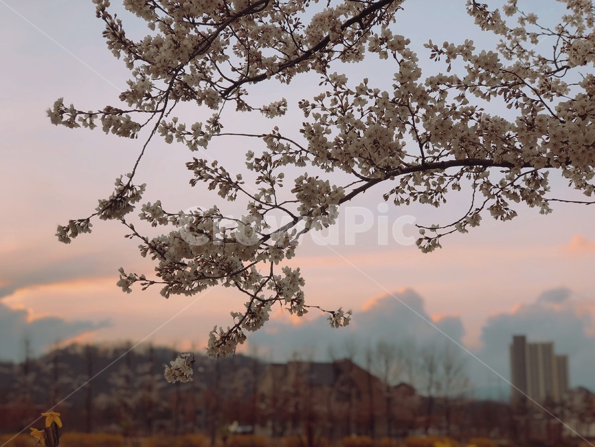 벚꽃,벚꽃나무,봄,저녁노을,spring,벚꽃놀이,하늘,구름,매화,봄,계절,spring,season,식물,자연,plants,nature,꽃,flower,plant