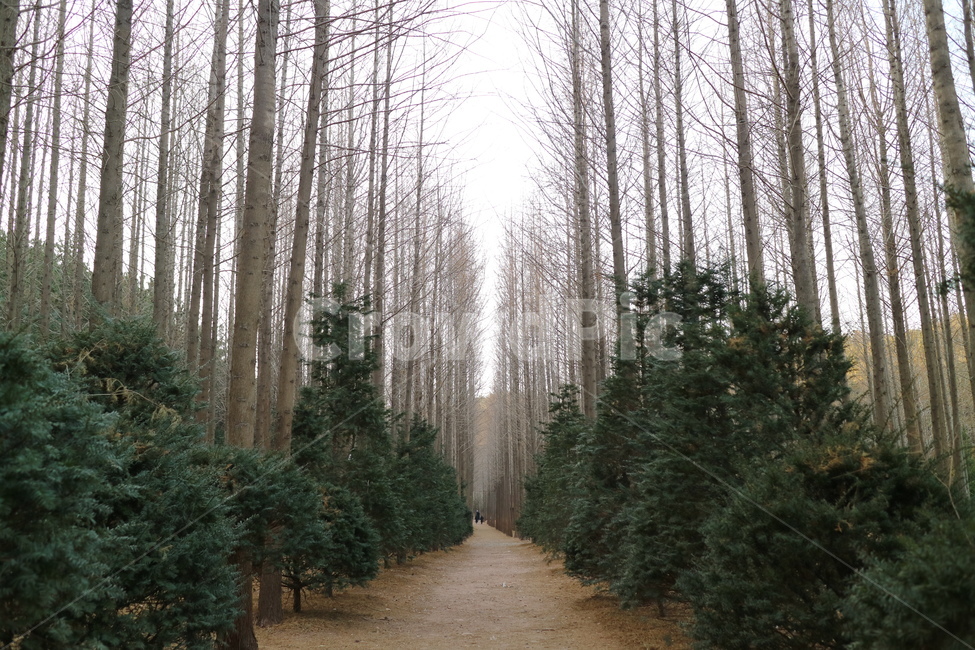 영덕,메타세콰이어,영덕숲,숲,tree,나무,plant,식물,fir,abies,아비,conifer,구과식물