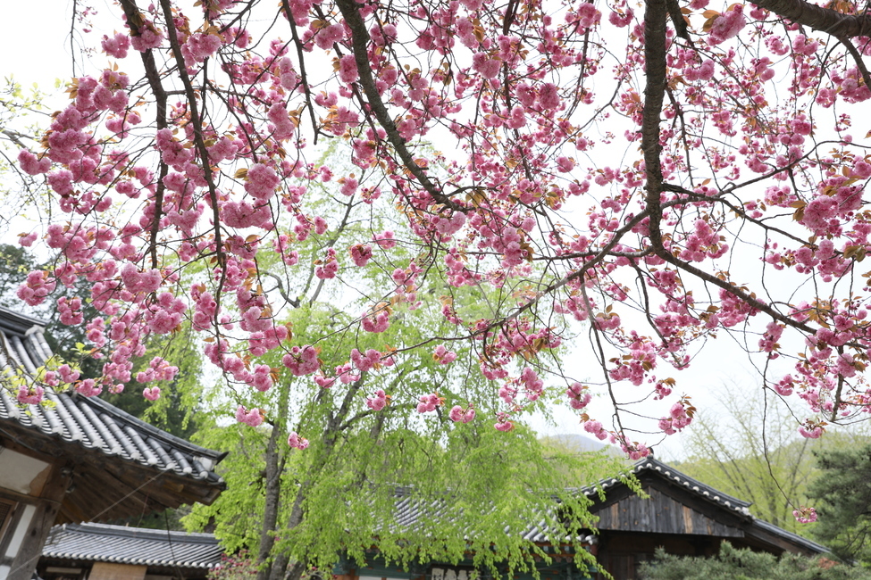 순천,선암사,만첩왕벚,겹벚꽃,벚꽃,사찰,꽃,봄,계절,spring,season,한국전통,한국문화,korean traditional,korean culture,종교,신앙,religion,belief,faith,plant,식물