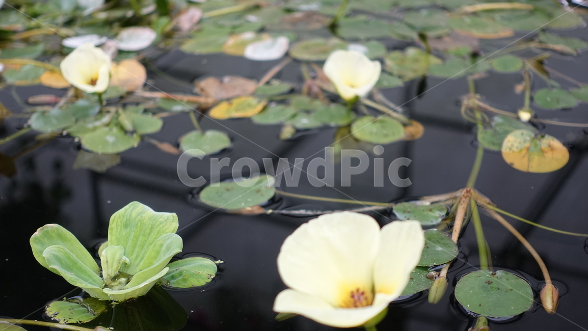 자연,nature,수련,꽃,잎,green,blossom,꽃송이,waterlily,lily