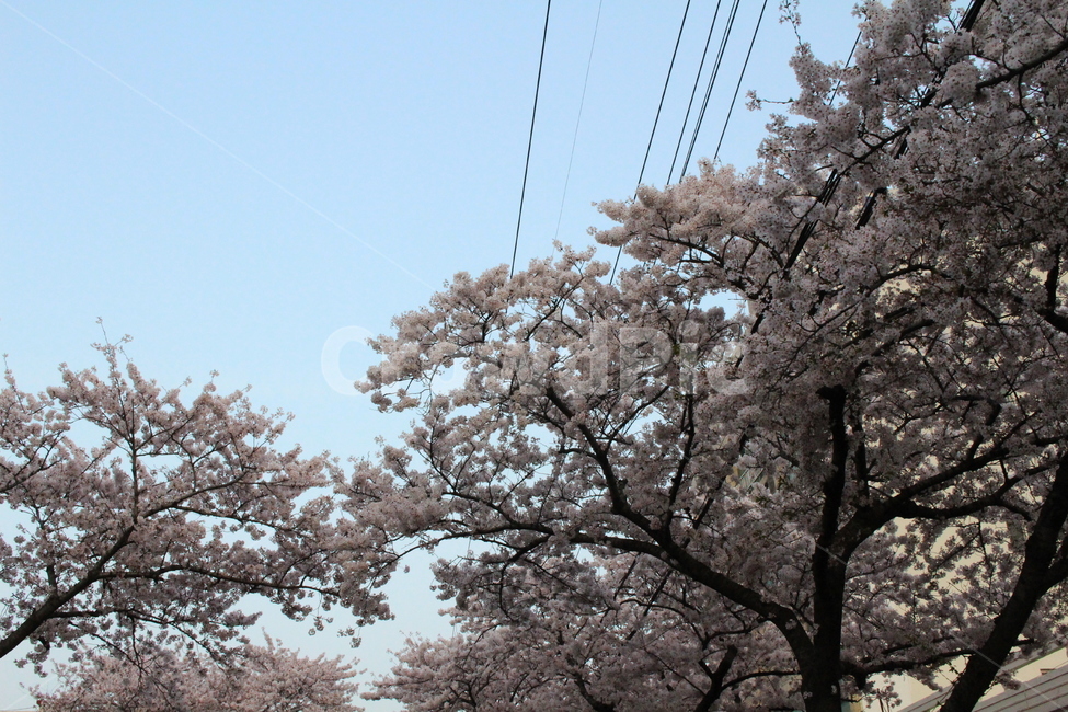 벚꽃,봄,cherryblossoms,벚꽃나무,벚꽃하늘,봄,계절,spring,season,자연,풍경,nature,landscape,plant,식물