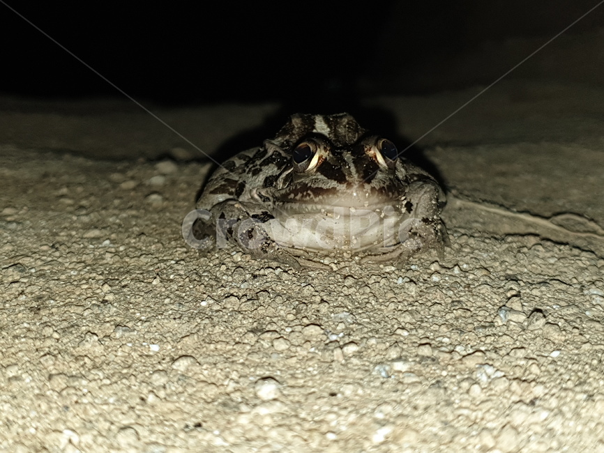 개구리,토종개구리,양서류,동물,frog,animal,amphibian,batrachian
