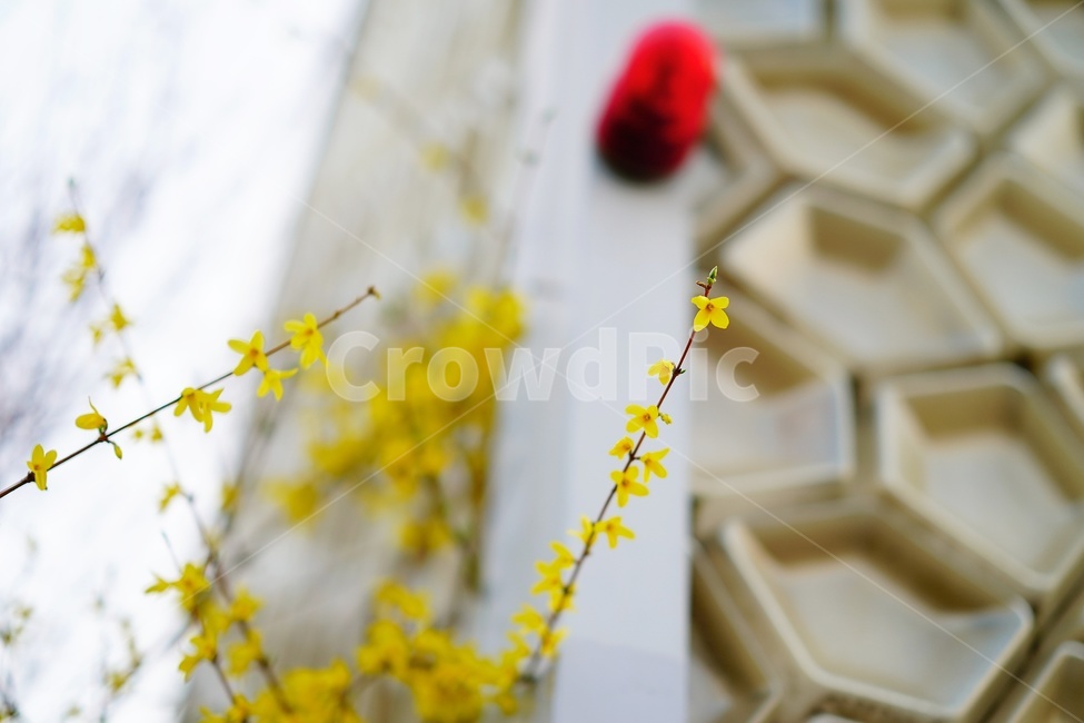 plant,flower,식물,꽃,개나리,koreanforsythia