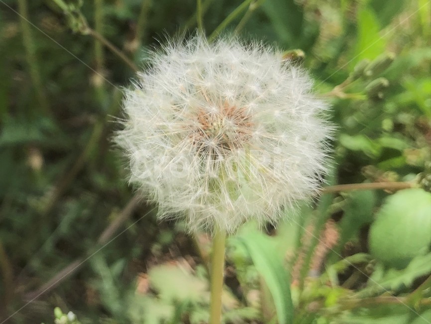 자연,꽃잎,꽃가루,꽃씨,봄,자연광