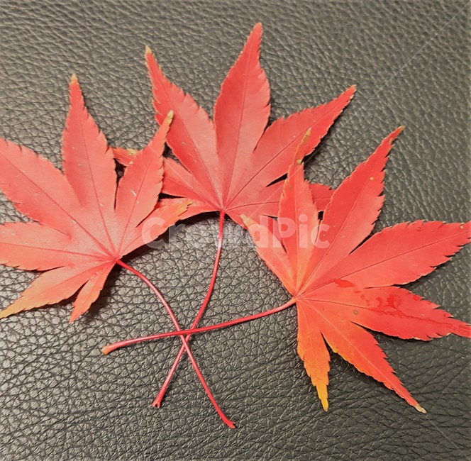 단풍잎,가을,단풍나무,낙옆,자연,떨어지다,빨강색,red,maple,fall,mapletree,leaf,drop,가을,계절,fall,autumn,season,식물,자연,plants,nature,잎,plant,tree,나무