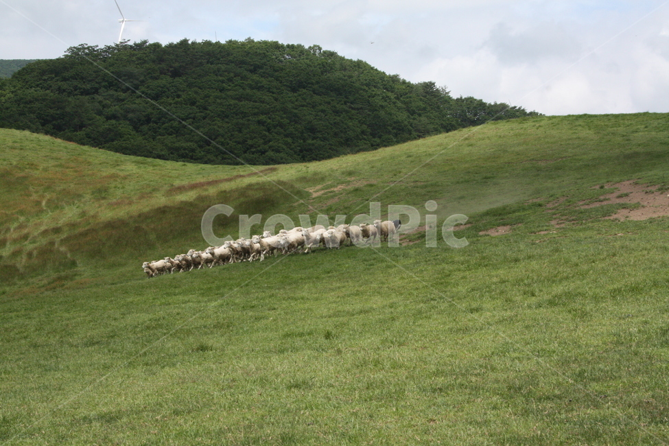 sheep,양,양때목장,숲,식물,잔디,목장,tree,나무,산업,industry,industrial,목축업,목장,livestock farming,ranching,pasture