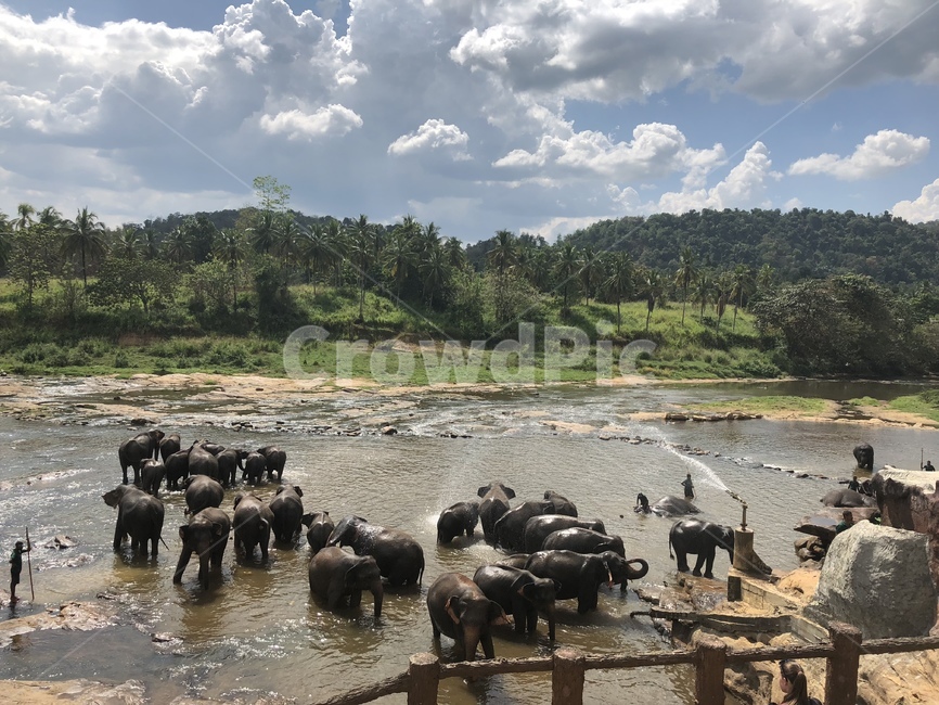 코끼리,포유류,코끼리목욕,스리랑카,코끼리고아원,목욕,elephant,bath,bathing,코끼리샤워,샤워,shower,자연,동물,animal,srilanka,동물,animal,포유류,mammal