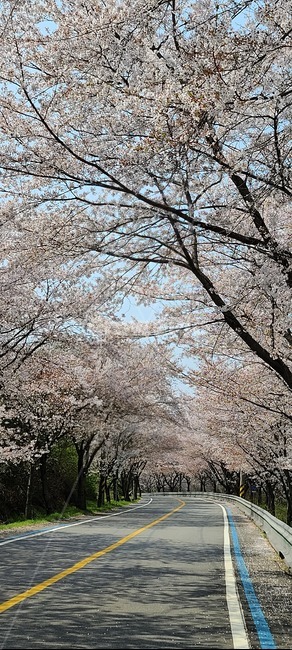 봄,벚꽃,본홍,하동,꽃,plant,blossom
