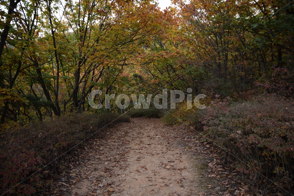 가을,숲,숲길,나무,풀,길,낙엽,단풍,maple,autumn,forest,forestroad,trees,grass,road,leaves,가을,계절,fall,autumn,season,자연,풍경,nature,landscape,ground,바닥,water,물,outdoors,옥외,land,땅