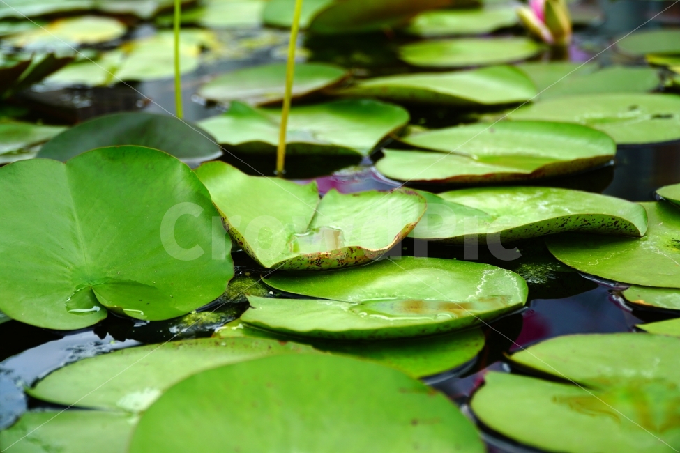연꽃잎,식물,자연,연못,수초,nature,공원,이파리,녹색,수생식물,감성,감성사진,힐링,힐링사진,정원,한국의자연,한국자연,한국풍경,여름꽃,스냅,스냅사진,스넵,스넵사진,snap,snapshot,plant,plants,식물,자연,plants,nature