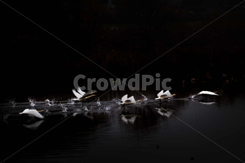 자연,풍경,새,고니,강,겨울,철새,반영,날아오름,비상,nature,landscape,birds,동물,animal,조류,새,birds
