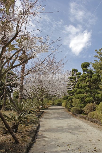 자연,제주도,봄,벚꽃,나무,산책길,하늘,자연,풍경,nature,landscape,plant,식물