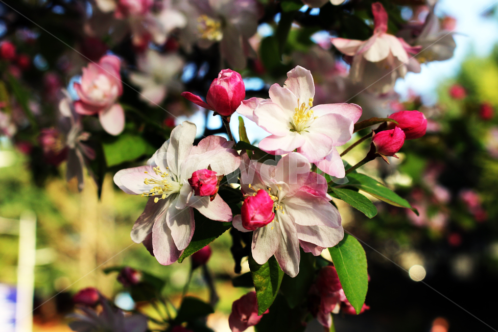 plant,blossom,flower,꽃,봄,나무,식물,melastomataceae,야모란과,도금양목