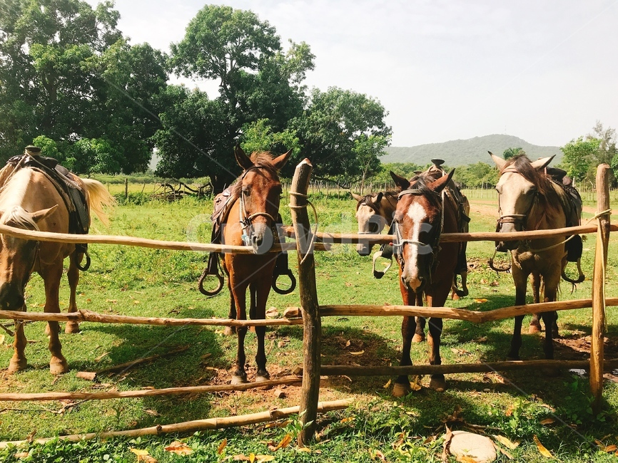 초원,말,나무,잔디,쿠바,horse,tree,cuba,동물,animal,포유류,mammal,산업,industry,industrial,목축업,목장,livestock farming,ranching,pasture