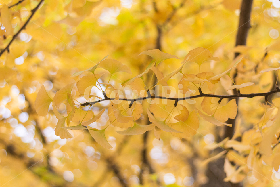 은행,은행나무,가을,자연,노랑,가을,계절,fall,autumn,season