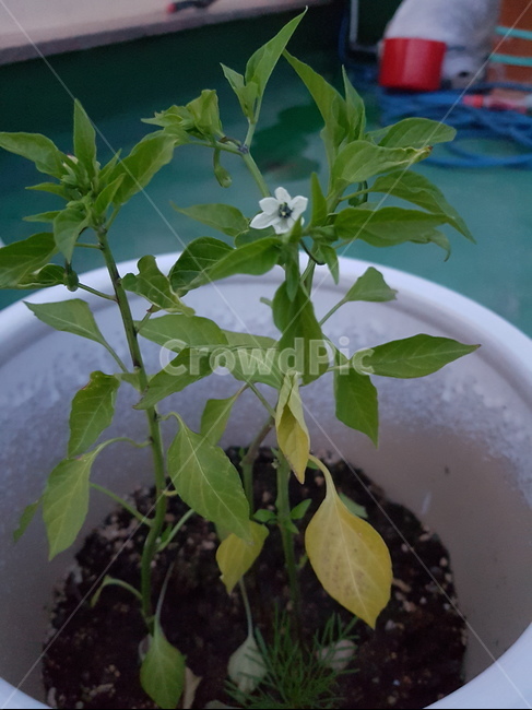 고추,화분,직접재배,옥상화분,고추꽃,식물,자연,plants,nature,채소,야채,vegetables