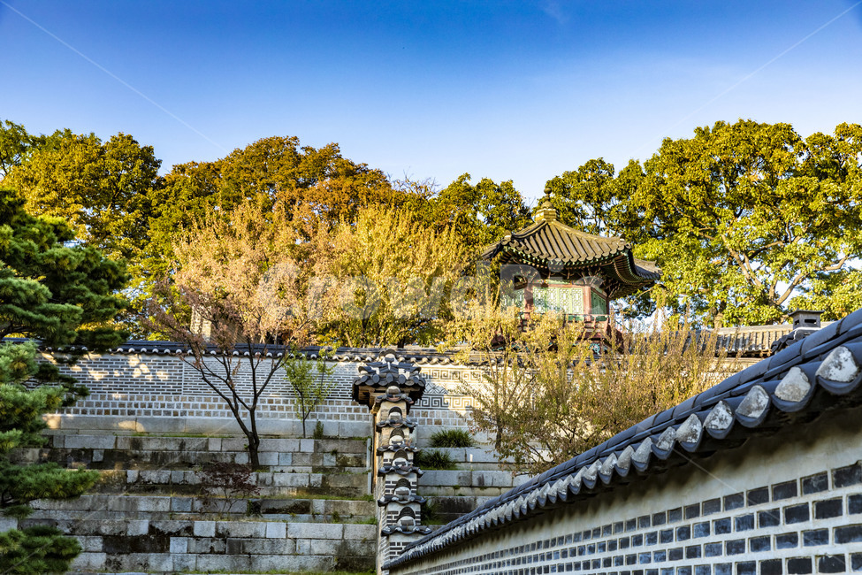 창덕궁,궁궐,고궁,고목,전통건축,문화유산,문화재,기와지붕,기와담장,전통담장,건축물,건물,후원,한국전통,한국문화,korean traditional,korean culture,건축물,건물외관,exterior,building,structure,architecture,construction